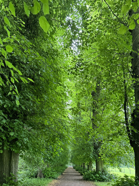 Plön Schlossgarten (2023), Foto: Amphpikp600.de